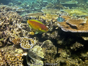 Beautiful fish and coral Great Barrier Reef, Cairns, Aust... by Shelley Hooper 